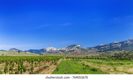 Solar Distant Crimea Walking Tour / Summer Vineyards With Mountains In The Background