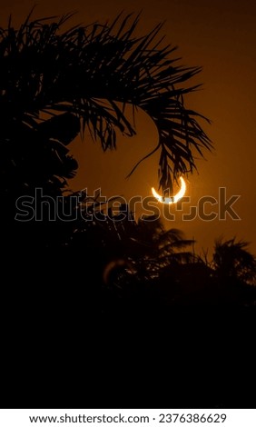 Solar eclipse behind the plants in Brasil