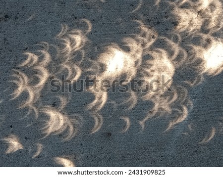 solar eclipse tree leaf shadows on sidewalk