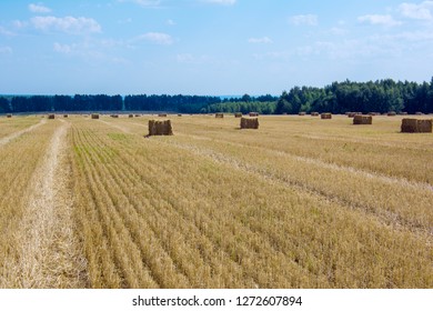 Solar Field With Cut Dry Grass For Pet Food