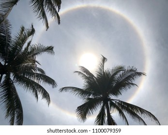 Solar halo with palm trees - Powered by Shutterstock