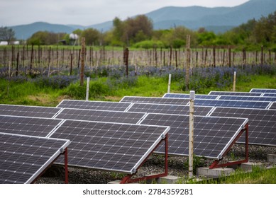 Solar Panel Array in Rural Vineyard Landscape