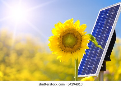 Solar panel and sunflower