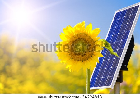 Solar panel and sunflower