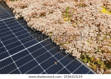 Similar – Image, Stock Photo Symbiosis on the roof