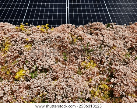 Image, Stock Photo Symbiosis on the roof