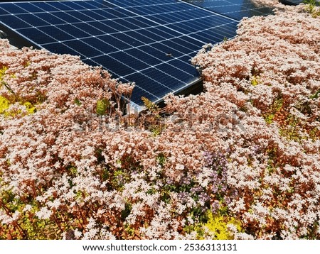 Similar – Image, Stock Photo Symbiosis on the roof