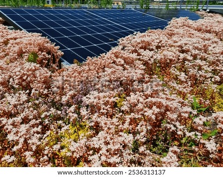 Similar – Image, Stock Photo Symbiosis on the roof