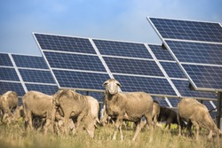 Solar panels with sheep, an Industrial Photo by thka