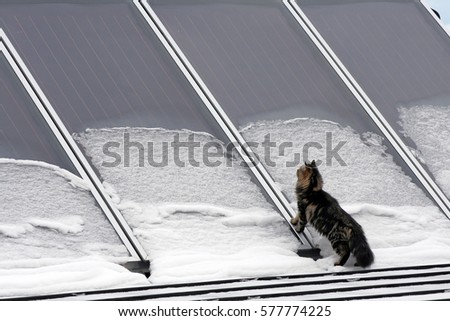 A solar system and a cat in winter. Solar collectors in winter Stock photo © 