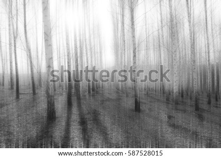 Similar – Image, Stock Photo Many shadows Tree Forest