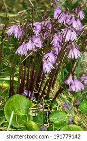 Soldanella Alpina, Alpine Snowbell