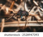 soldier ant defending the anthill with its pincers and claws open ready to attack the invaders