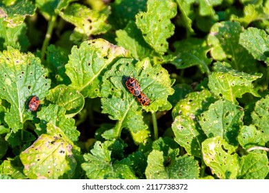 The Soldier Bug Breeds While Sitting On A Rapeseed Leaf Planted As Green Manure To Improve Soil Structure, Selective Focus