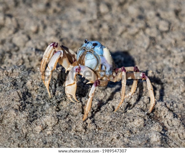 Soldier Crab (Mictyris longicarpus) - nicknamed\
“Easter Egg on Legs” -\
NSW