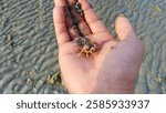 a soldier crab on a human palm.