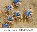 Soldier Crabs in New South Wales Australia