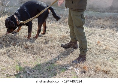 A Soldier With A Dog Patrolling The Area. A Man In Uniform With A Service Rottweiler On A Leash. Specially Trained Pet Sniffing Dry Grass. Service Dog Breeding.