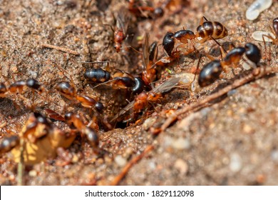 soldier termites and flying ants digging into the ground