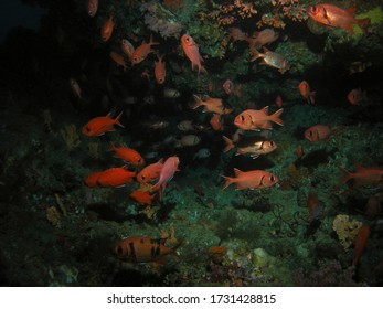 Soldierfish In Arabian Sea, Baa Atoll, Maldives, Underwater Photograph