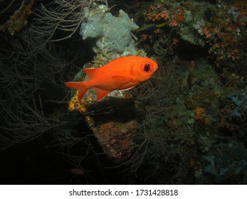 Soldierfish In Arabian Sea, Baa Atoll, Maldives, Underwater Photograph