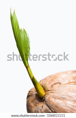 A Sole Coconut Seed Sprouting