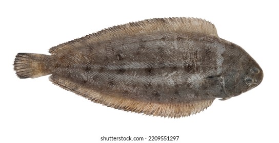 Sole fish isolated on white background (Solea solea)