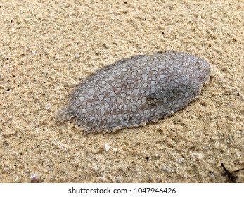 Sole Fish On The Sand