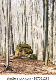 Sole Stone In The Middle Of The Forrest Glade, Early Spring, Bright Calm Light