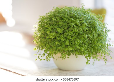 Soleirolia soleirolii  green plant with many different common names - Powered by Shutterstock