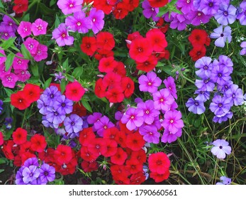 Solid background of multicolored Phlox flowers