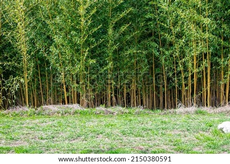 Solid bamboo thickets. Wall of reed and bamboo.