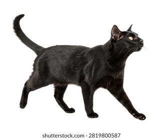 Solid Black Bombay Cat Confident Walking Pose Isolated on White Background