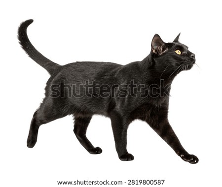 Solid Black Bombay Cat Confident Walking Pose Isolated on White Background