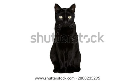 Solid black cat with bright yellow eyes sitting upright