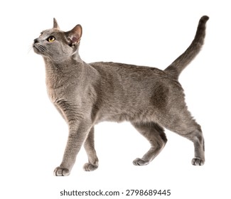 Solid Blue Russian Blue Cat Standing Isolated on White Background.