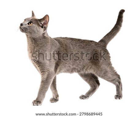 Solid Blue Russian Blue Cat Standing Isolated on White Background.