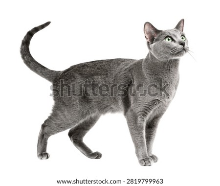 Solid Blue Russian Blue Cat Standing Pose Isolated on White Background