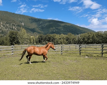 Solid Chestnut Paint Horse Mare Trots Facing Right in Round Pen with Space for Text Stock photo © 