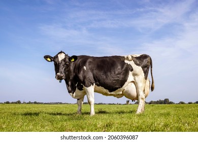 50,686 Udder Images, Stock Photos & Vectors | Shutterstock