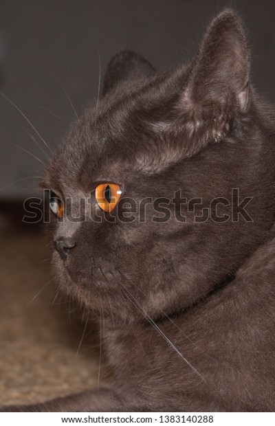 Solid Gray Fat British Cat Serious Stock Photo Edit Now 1383140288