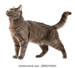 Solid Gray Long Haired Domestic Cat Standing, Fluffy Companion Feline Isolated on White Background