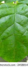Solid green leaf taken with macrolens