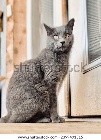 Solid grey cat Manx with no tail sitting at the back door.