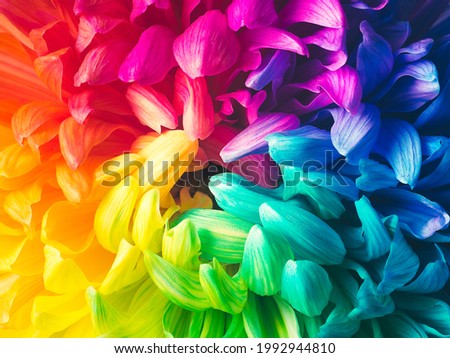 Solid horizontal background of colored chrysanthemums, macro, top view. Chrysanthemum is painted in rainbow colors. Colored abstract background.