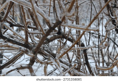 Solid ice shell on a bush twigs after a winter storm close up stock photo 
