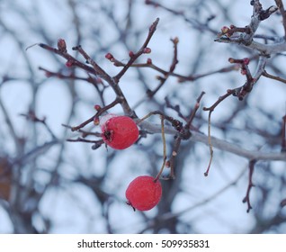 Solid Red Berries In Winter. Will Falling Soon And Return Again On Next Season. This Kine Of Berry Can Not Eat But People Plant It For Fence.