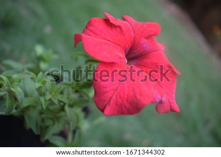 Solid red petunia flower, Celebrity petunia in maroon, petunioideae in garden, petunia hybrida flowering plant in backyard, Gujarat, India, Dreams red petunia with green foliage background