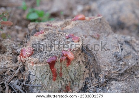 Solid resin on a sahjan tree or Moringa oleifera Lam.       