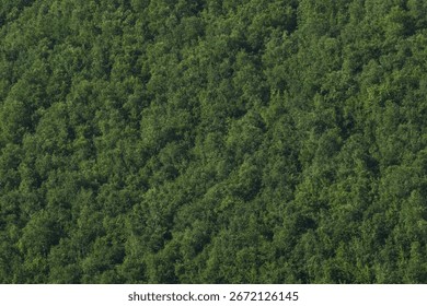 Solid Texture of a green forest